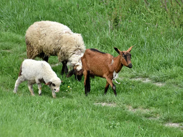 Ovejas Corderos Cabras Pastan Sobre Hierba Verde — Foto de Stock