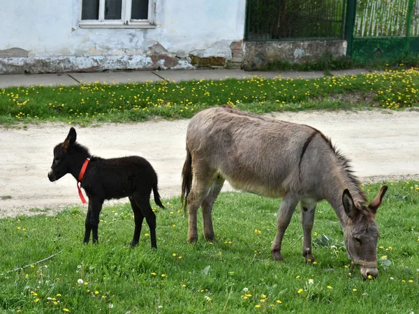 Gran Burro Gris Pequeño Burro Negro Frente Casa Hierba — Foto de Stock