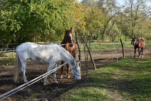 Three Horses Fenced Pasture — Stock Photo, Image