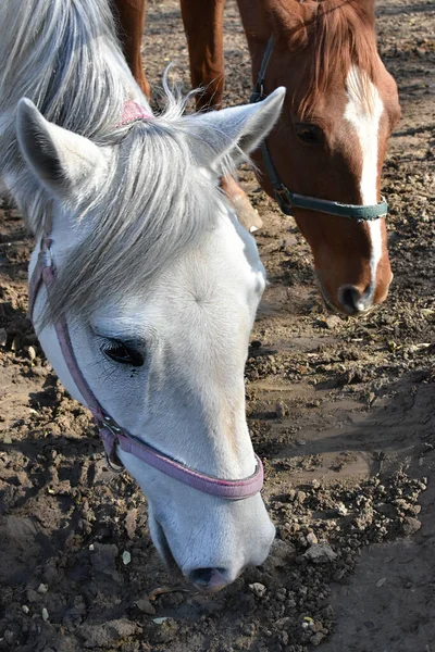 Две Лошади Огороженной Пастбище — стоковое фото