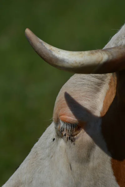 Következő Profilja Cow Flies Eye — Stock Fotó