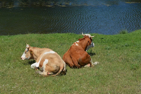 Δύο Αγελάδες Ξαπλωμένες Στο Λιβάδι Δίπλα Στο Νερό — Φωτογραφία Αρχείου