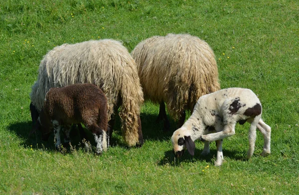 Mãe Ovelhas Dois Cordeiros Primavera Campo Verde — Fotografia de Stock