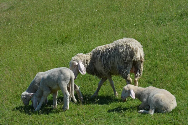 Μητέρα Πρόβατα Και Αρνιά Της Την Άνοιξη Στο Πράσινο Πεδίο — Φωτογραφία Αρχείου