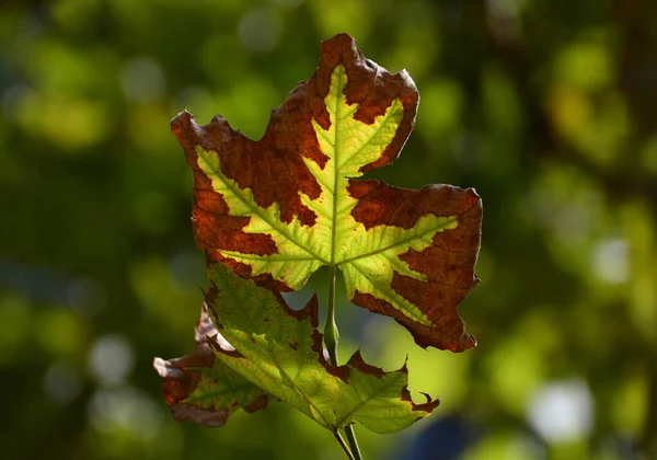 Mudando Cores Folhas Outono Belos Detalhes — Fotografia de Stock