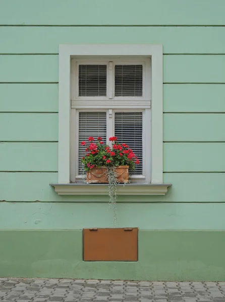 Fenster Mit Blumen Grüner Wand — Stockfoto