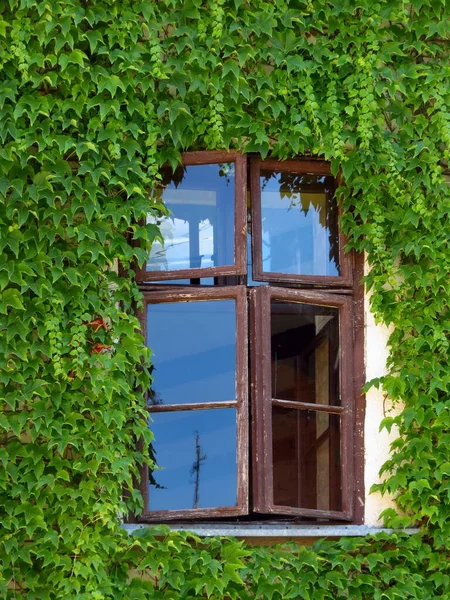 Holzfenster Umgeben Von Schönem Grünen Efeu — Stockfoto