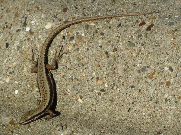 Lizard with long tail on the stone