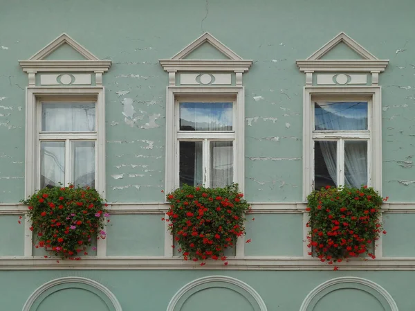 Trois Fenêtres Avec Des Fleurs Sur Mur Vert — Photo