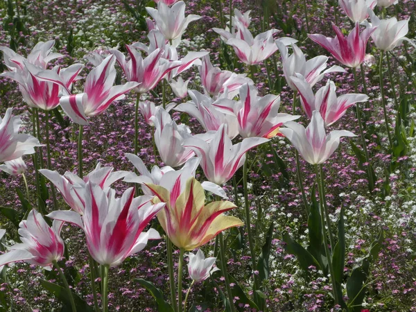 Schöne Bunte Tulpen Frühling Auf Dem Öffentlichen Stadtplatz — Stockfoto