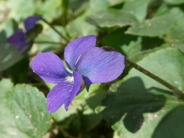 Violet flower with shadow on the leaf - symbol of spring