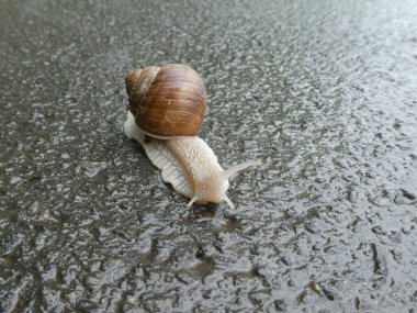 Yağmurdan sonra ıslak kaldırımda salyangoz