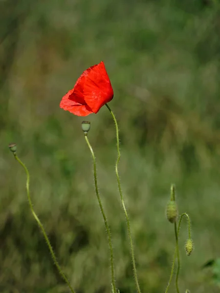 Flor Papoula Com Botões Prado — Fotografia de Stock