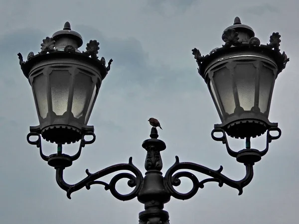 Vrabec Stojící Vrcholu Lampy Mezi Dvěma Pouličními Lampami — Stock fotografie