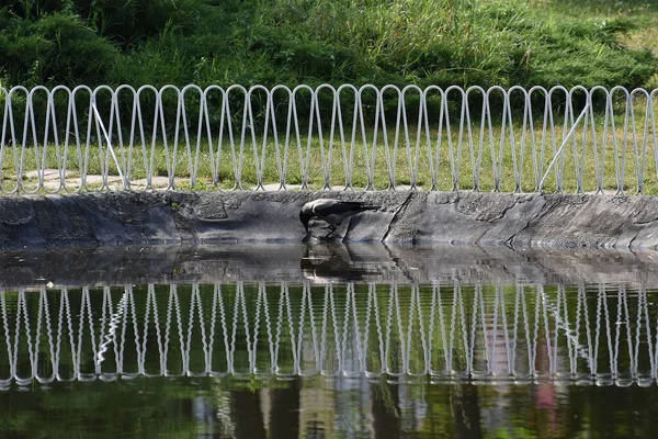 Krähe Trinkt Wasser Der Nähe Des Zauns Park Spiegelung Wasser — Stockfoto