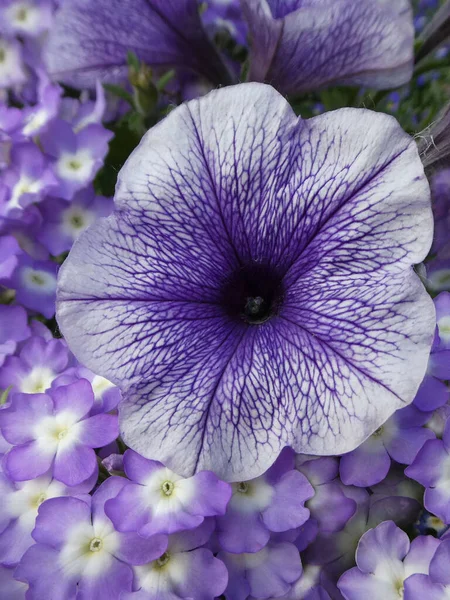 一种大的和许多小的紫罗兰色 有白色的中心部分 — 图库照片