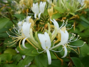 Erkekli beyaz çiçeğe yakın çekim