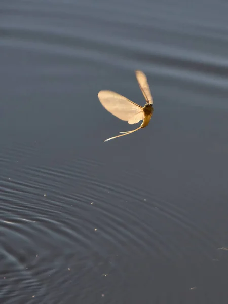 Mayfly Lat Palingenia Longicauda Insecto Acuático Del Orden Ephemeroptera — Foto de Stock