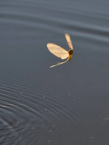 Mayfly Lat Palingenia Longicauda Vodní Hmyz Pořadí Ephemeroptera Stock Snímky