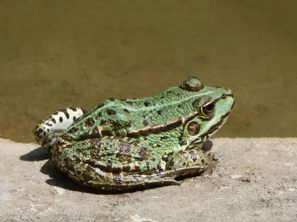 Frog Nearby Water Sunny Day — Stock Photo, Image