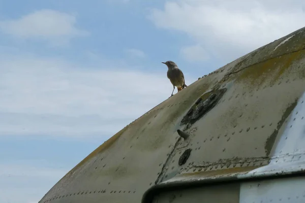 Small Bird Standing Top Old Airplane Sky Background — Fotografia de Stock