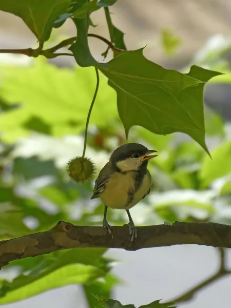 Uccello Tomtit Giallo Con Becco Aperto Seduto Sul Ramo Dell — Foto Stock