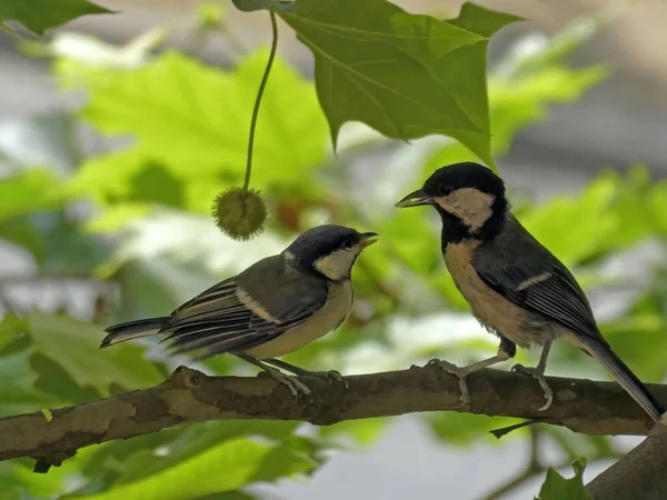 Dua Burung Tomtit Kuning Satu Dengan Paruh Terbuka Yang Lain Stok Foto Bebas Royalti