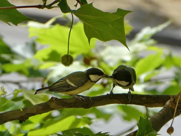 Dois Pássaros Tomtit Amarelos Trazendo Alimento Alimento Outro Estando Galho — Fotografia de Stock