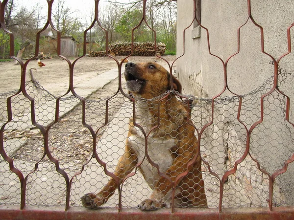 Dog Guards House Yard Fence — Stock Photo, Image
