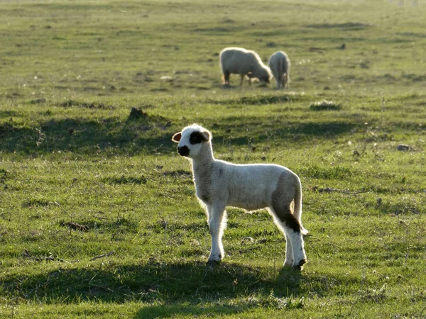 Söt Vit Lamm Med Svarta Öron Och Runt Ögonen Står — Stockfoto