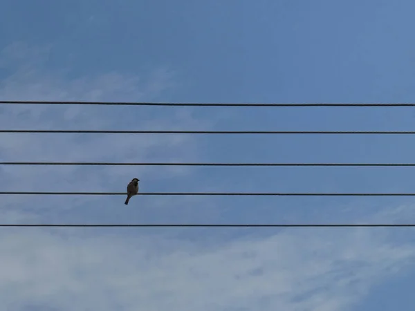 Pássaro Fio Como Nota Partitura Com Fundo Céu — Fotografia de Stock