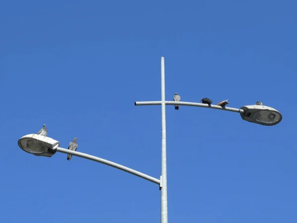 Fåglar Duvor Står Gatan Lampa Med Lampstolpe Blå Himmel Bakgrunden — Stockfoto