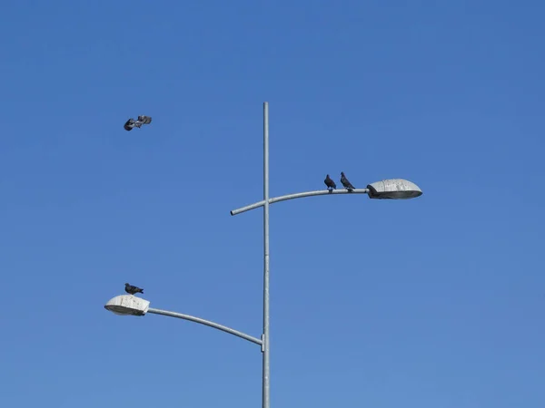 Fåglar Strandar Gatan Lampa Annan Flyger Runt Bakgrundshimmel — Stockfoto