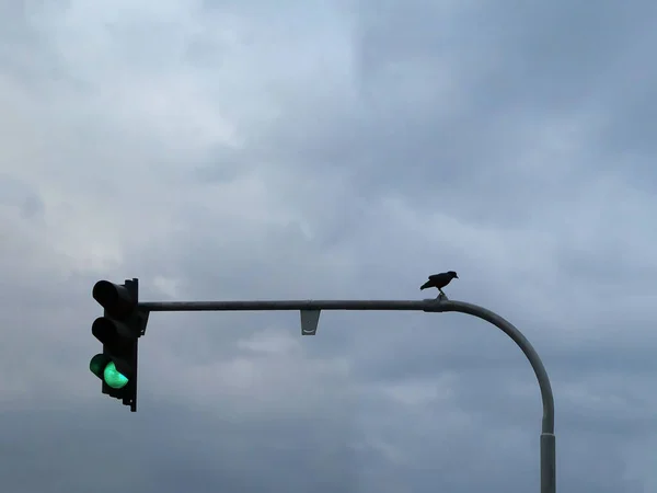 Pássaro Poste Semáforo Quando Cor Verde Está Fundo Céu Nublado — Fotografia de Stock