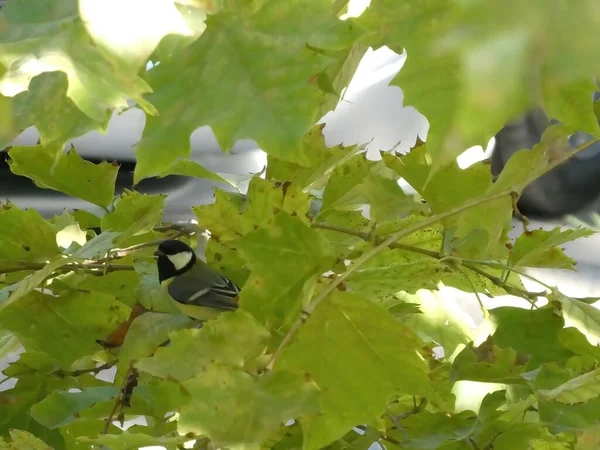 Pássaro Tomtit Amarelo Sentado Galho Árvore Procura Comida — Fotografia de Stock