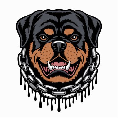 Tehditkar bir ifadeyle, kalın, damlayan metal zincir tasma takan bir Rottweiler 'ın kafasının yakın çekimi..