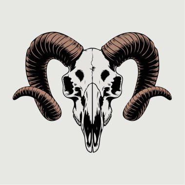 Merkez denek olarak geniş kavisli boynuzları olan ayrıntılı koç kafatası