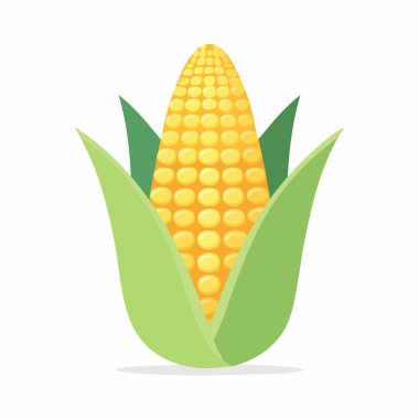 Açık yeşil kabuklara sarılı parlak sarı mısır koçanı.