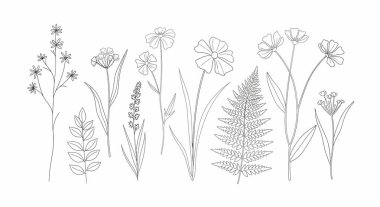 Vahşi çiçekler, eğreltiotu yaprakları ve çeşitli yaprakları içeren özetlenmiş botanik çizimler. Temiz, minimalist bir sanat tarzında yapılmış..