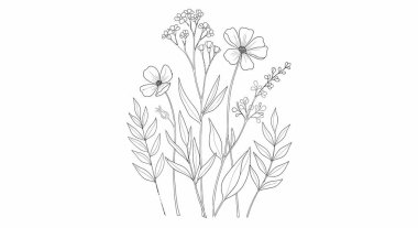 Kozmos çiçekleri, tomurcukları ve çeşitli yaprakların detaylı bir çizimi, hassas bir çizgiye odaklanmış botanik bir çizim oluşturur..