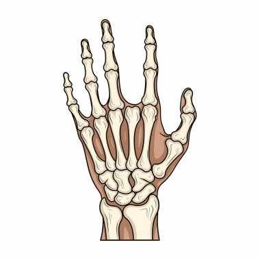 İnsan eli iskeletinin anatomik olarak doğru bir çizimi. Kemikleri ve yapıyı ayrıntılı bir hassasiyetle gösteriyor. Tıp veya eğitim için mükemmel..