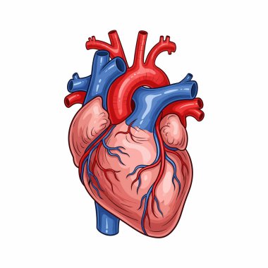 İnsan kalbinin anatomik çizimi, kırmızı ve mavi renkte gösterilen atardamar ve damarları gerçekçi bir doku ve biçimle gösteriyor..