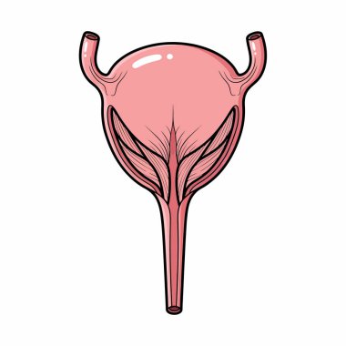 İnsan mesanesinin detaylı anatomik çizimi idrar yollarının böbreklere ve idrar yollarına bağlandığını gösteriyor..