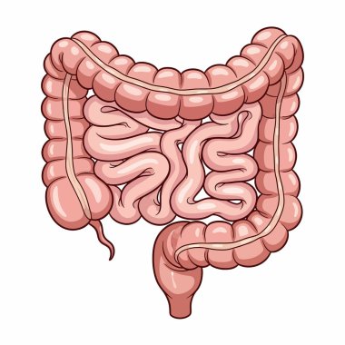 İnsan bağırsağının detaylı anatomik çizimi kalın ve ince bağırsakları ve sindirim sürecindeki rollerini gözler önüne seriyor..
