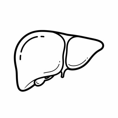 Anatomik illüstrasyon, insan karaciğerini ayrıntılı çizgi sanatı ile resmediyor, yapısını ve biçimini eğitici veya tıbbi amaçlar için vurguluyor..