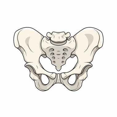 İnsan leğen kemiğinin yapısını gösteren detaylı anatomik çizimler, kilit özelliklerini ve iskelet bileşenlerini vurguluyor..