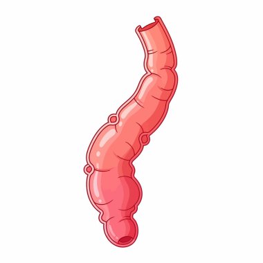 İnsan bağırsağının ayrıntılı çizimi anatomik yapısını ve sindirim sürecindeki önemini gözler önüne seriyor. Eğitim veya tıbbi içerik için mükemmel.