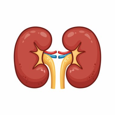 İnsan böbreklerinin detaylı bir çizimi, renal sistemi arterler, damarlar ve üreterlerle gösteriyor. Eğitim materyalleri ve tıbbi görselleştirmeler için ideal.