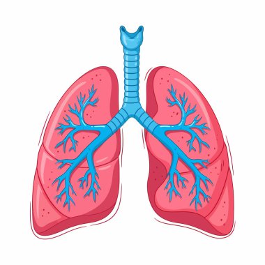 İnsan ciğerlerinin, trakeanın ve bronşların detaylı bir şekilde çizimi, solunum sisteminin anatomisini net ve eğitici bir şekilde gösteriyor..