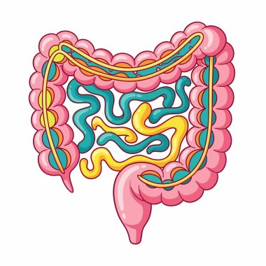 İnsan bağırsağını ve ince bağırsağını gösteren detaylı çizgi film çizimleri sindirim sistemindeki anatomik yapılarını ve düzenlerini vurguluyor..